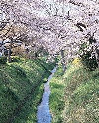 The Canal with Cherry Blossoms