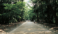 The Grove of Tadasunomori